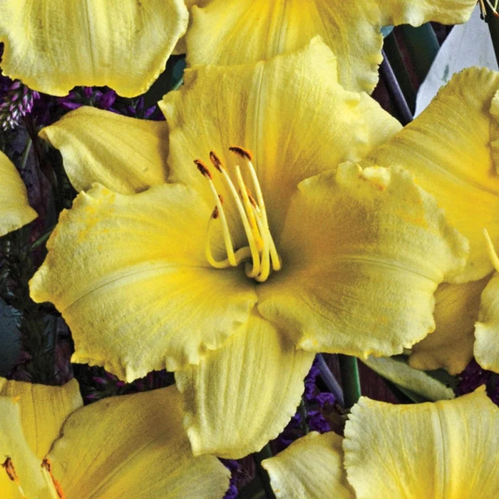 Stella-Bration Daylily Collection