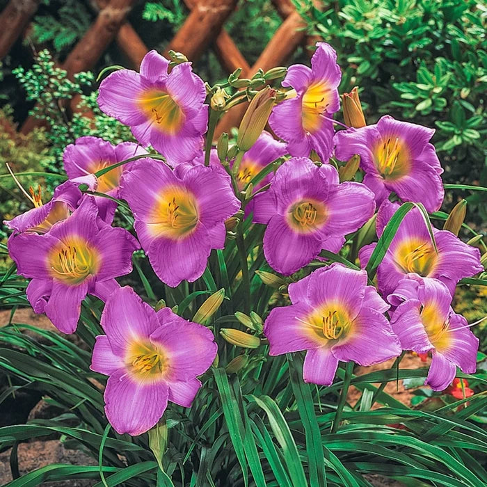 Stella-Bration Daylily Collection