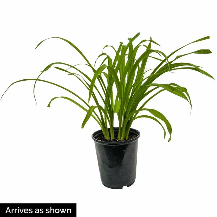Strawberry Candy Daylily