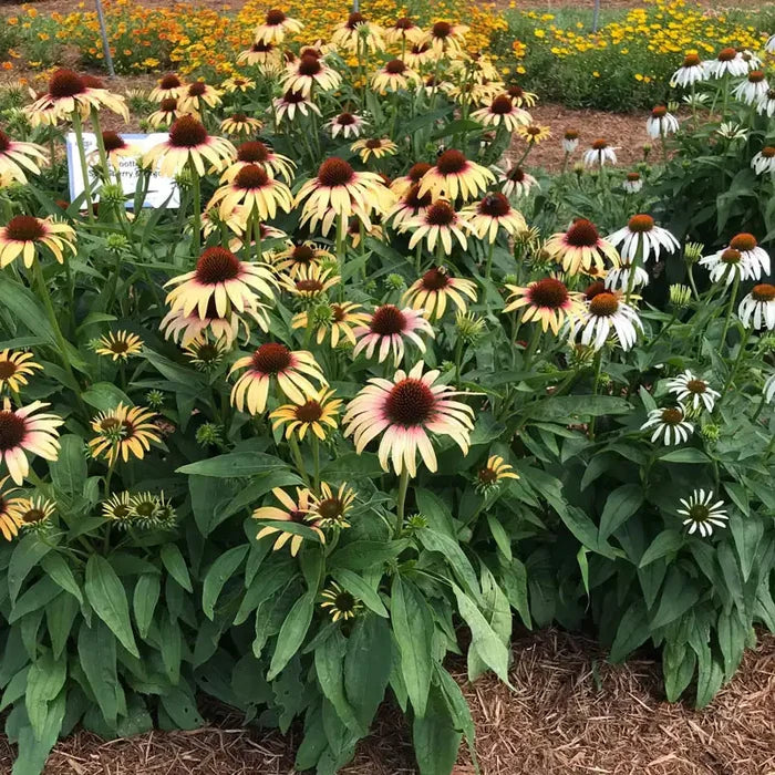 Strawberry Mango Coneflower