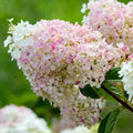 Strawberry Sundae™ Hydrangea