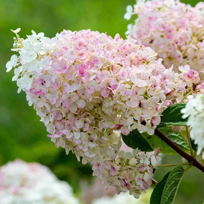Strawberry Sundae™ Hydrangea