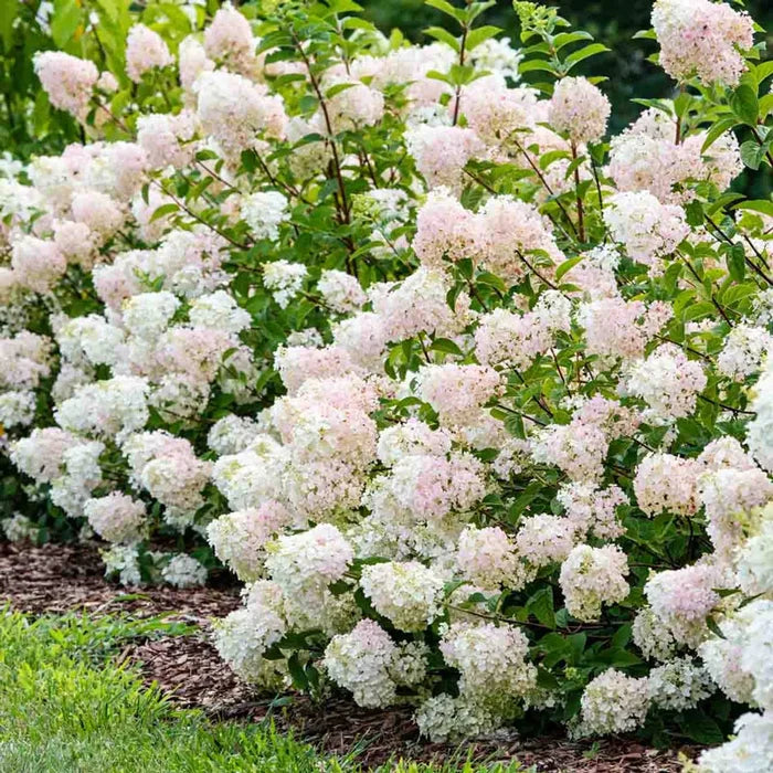 Strawberry Sundae™ Hydrangea