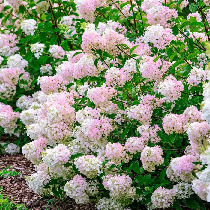 Strawberry Sundae™ Hydrangea
