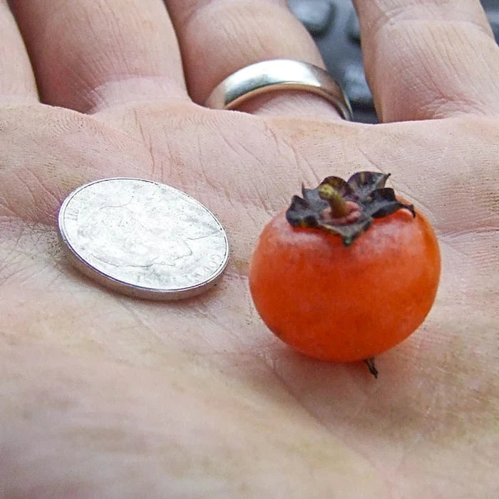 Sugar Daddy Persimmon