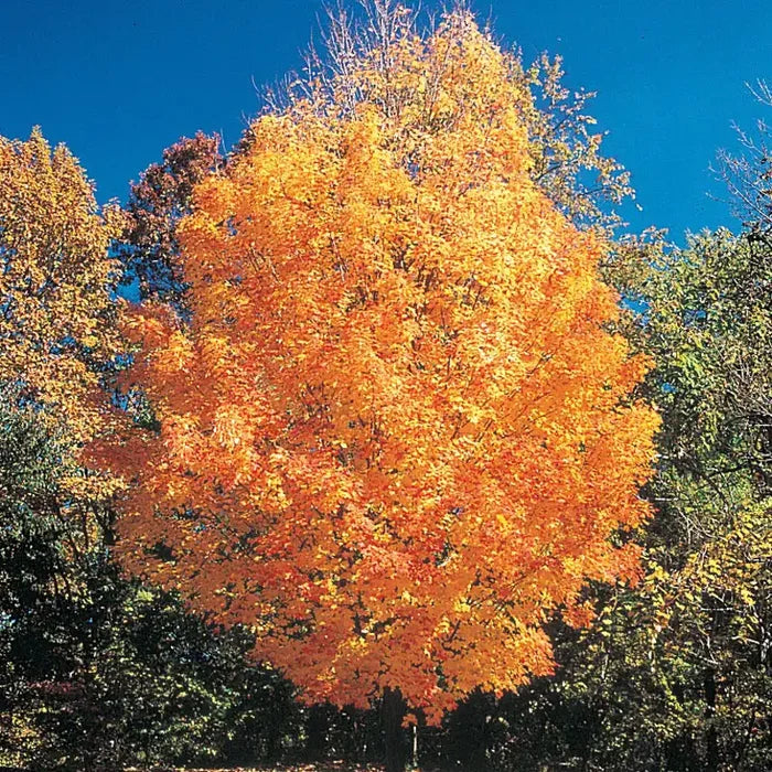 Sugar Maple Tree