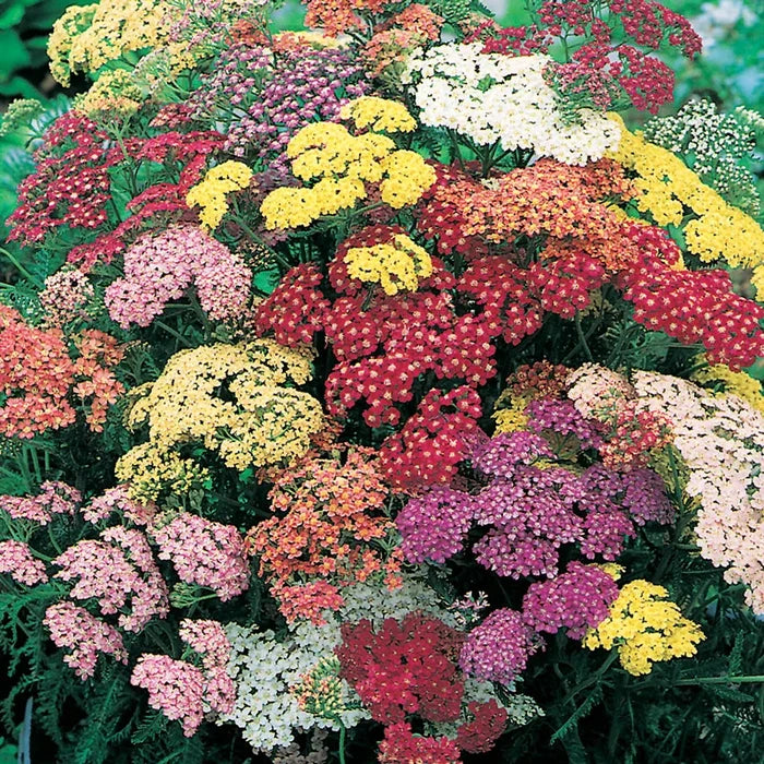 Summer Pastels Yarrow Bundle