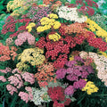 Summer Pastels Yarrow Bundle