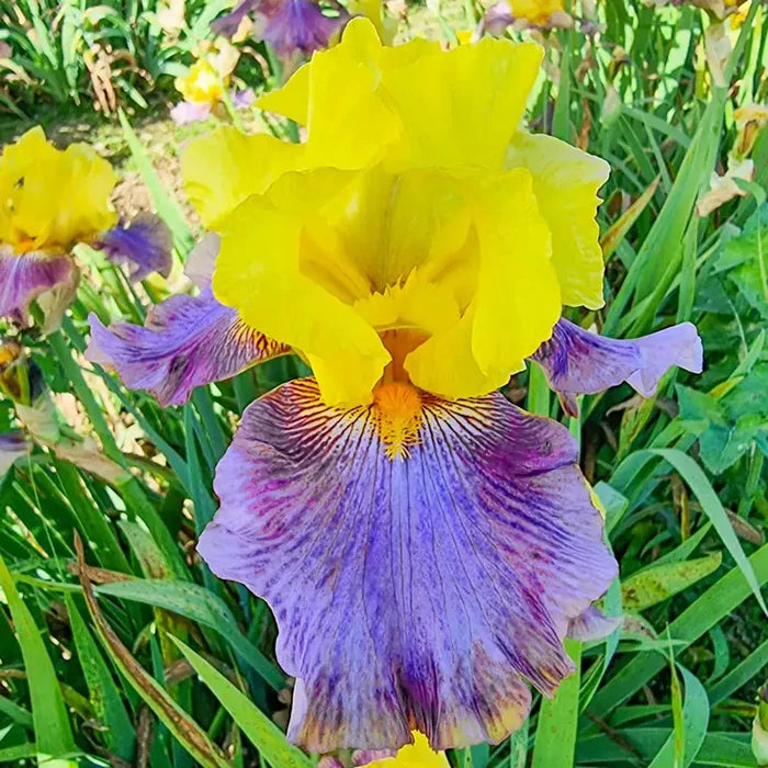 Sunrise at Sea Reblooming Bearded Iris