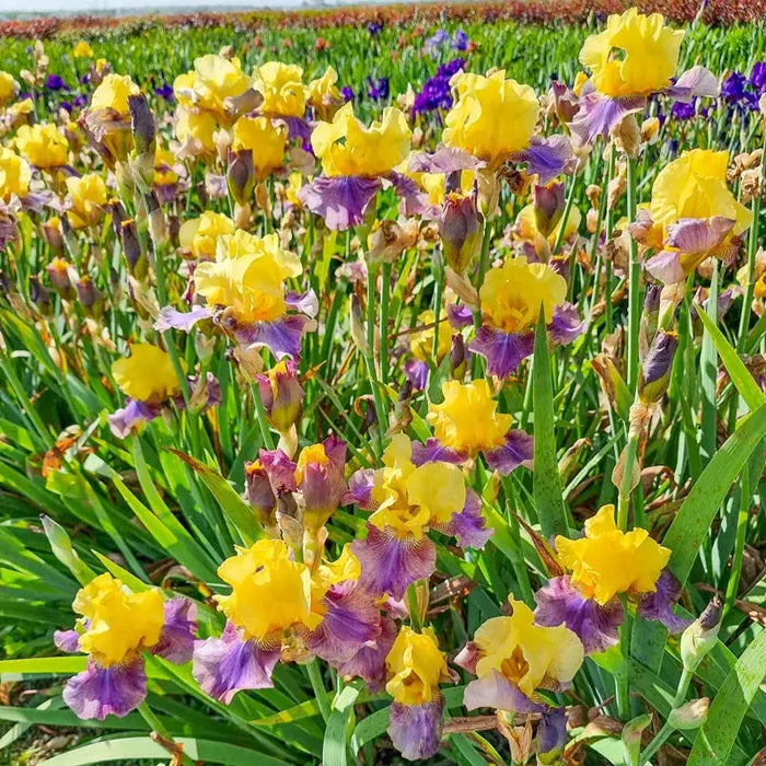 Sunrise at Sea Reblooming Bearded Iris