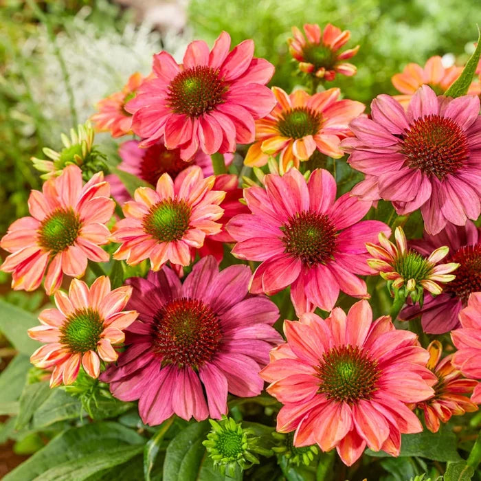 SunSeekers Rainbow Coneflower
