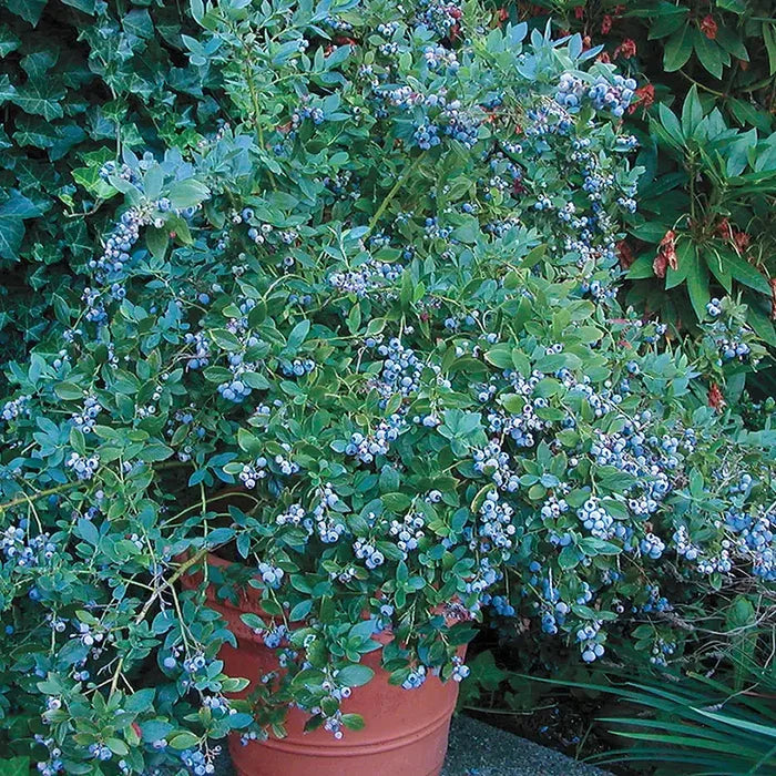 Sunshine Blue Southern Highbush Blueberry Plant