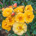 Sunshine Happy Trails™ Groundcover Rose