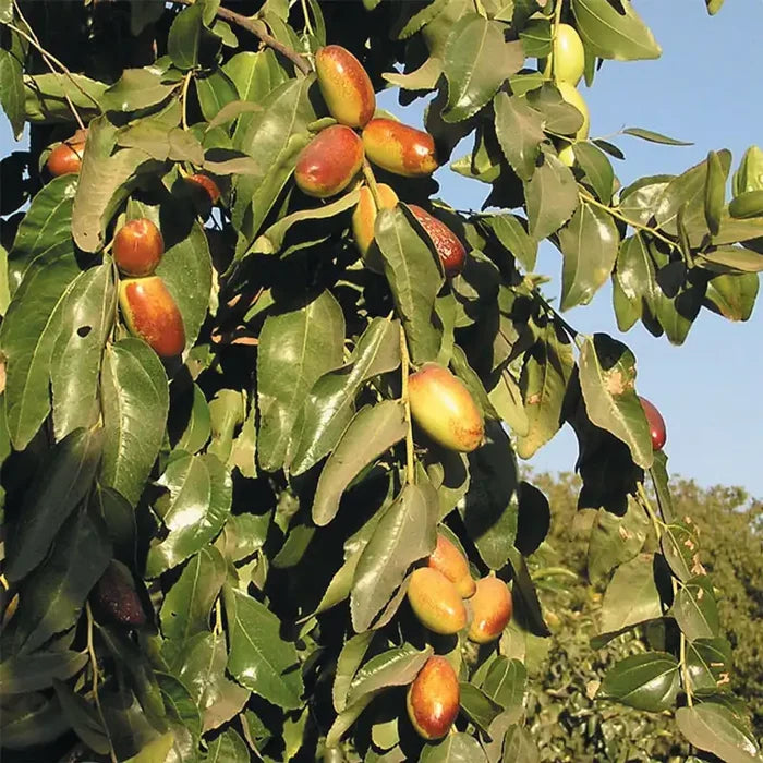 Super Sweet® Jujube Tree