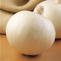 Superstar Hybrid Onion