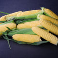 Sweet Corn Golden Halo