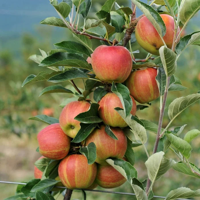 Sweet Treat™ Fruit Snacks® Apple Tree