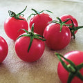 Sweet Treats Hybrid Tomato