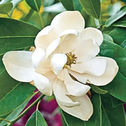 Sweetbay Magnolia Tree
