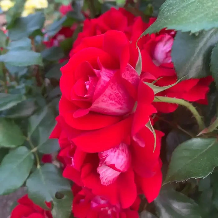 Take It Easy Rose