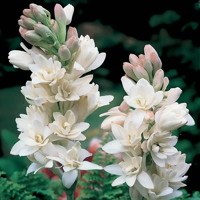 The Pearl Double Tuberose Bulb