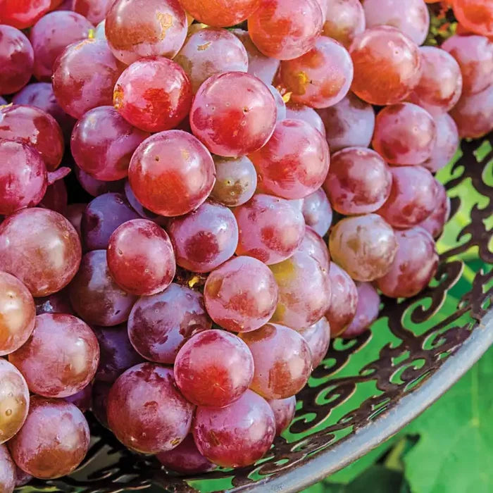 Tickled Pink™ Grape Vine