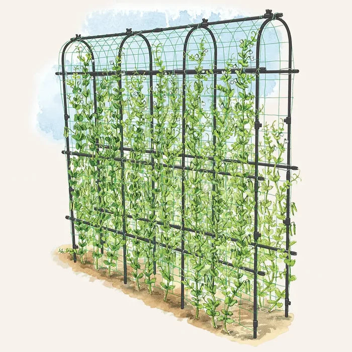 Titan Pea Tunnel