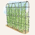 Titan Pea Tunnel