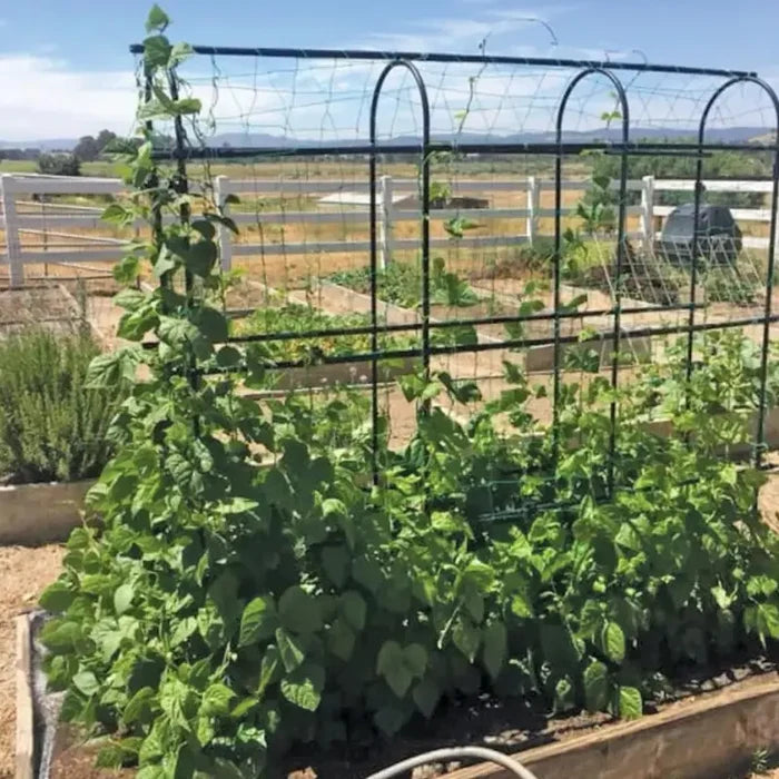 Titan Pea Tunnel