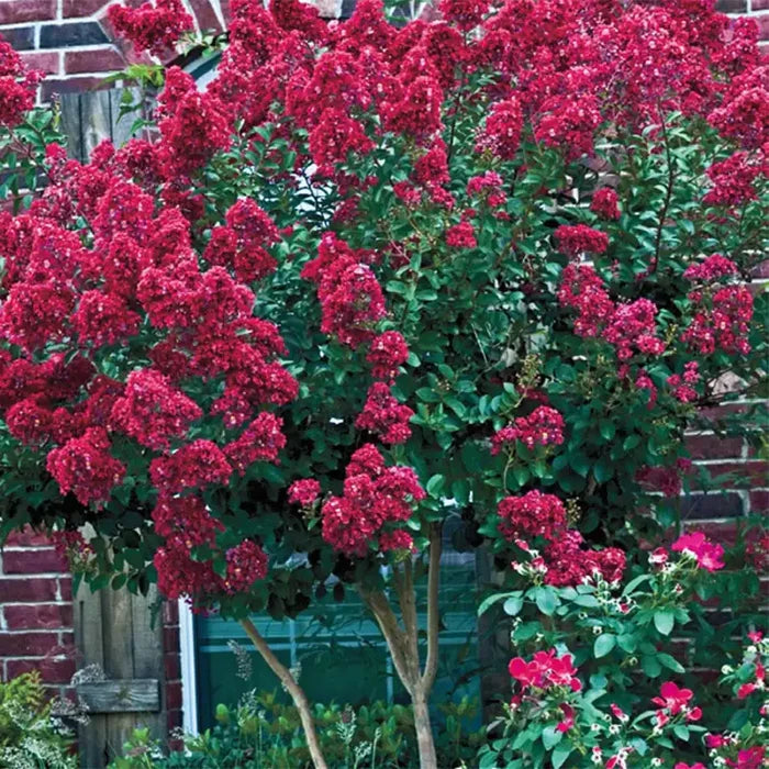 Tonto Hardy Crape Myrtle Plant