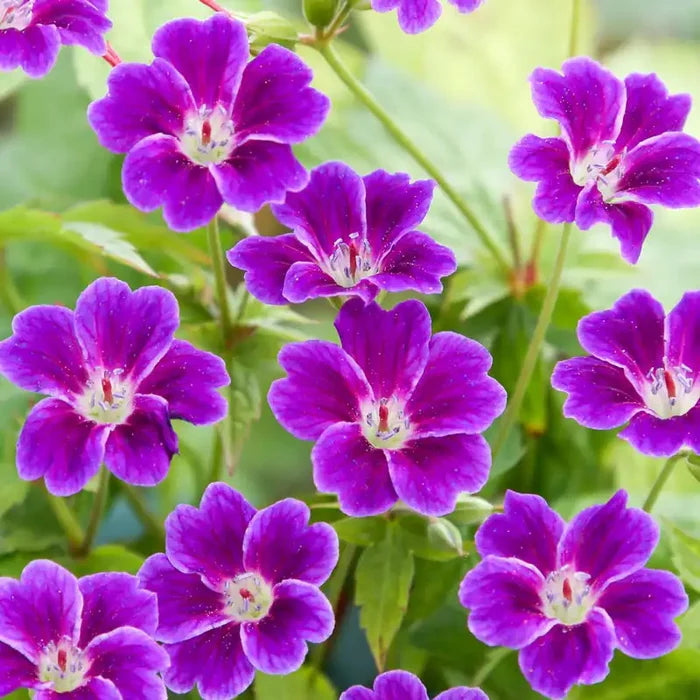 Tony's Talisman Hardy Geranium