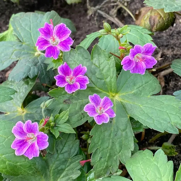 Tony's Talisman Hardy Geranium
