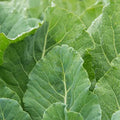 Top Bunch Hybrid Collard Seed