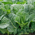 Top Chop Hybrid Collards