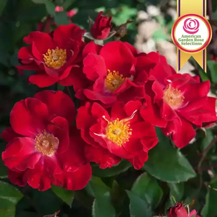 Top Gun™ Shrub Rose Plant