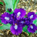 Trajectory Dwarf Bearded Iris