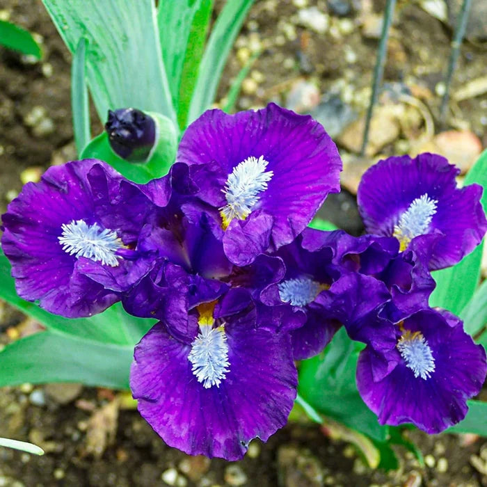 Trajectory Dwarf Bearded Iris