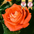 Tropicana Hybrid Tea Rose