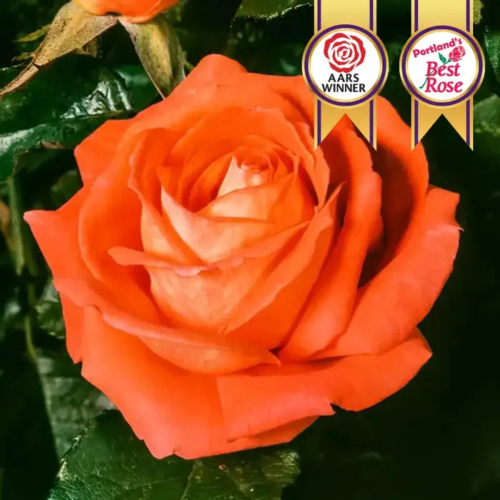 Tropicana Hybrid Tea Rose