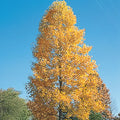 Tulip Tree