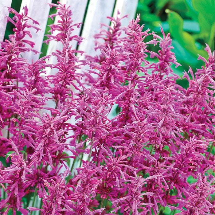 Tutti Frutti Hummingbird Mint
