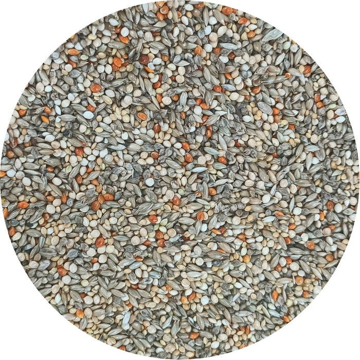 Uccello Gouldian Finch Classic - New York Bird Supply