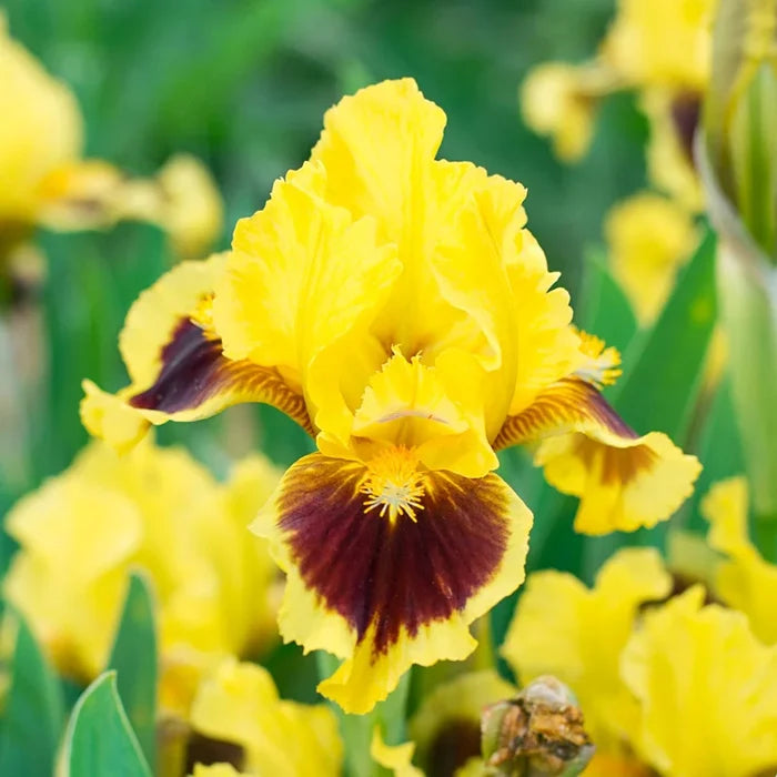 Ultimate Dwarf Bearded Iris