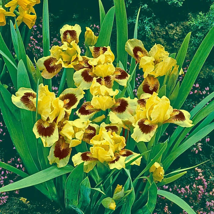Ultimate Dwarf Bearded Iris