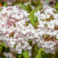 Viburnum Korean Spice