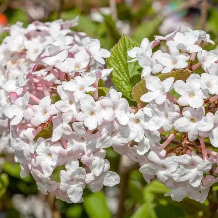 Viburnum Korean Spice