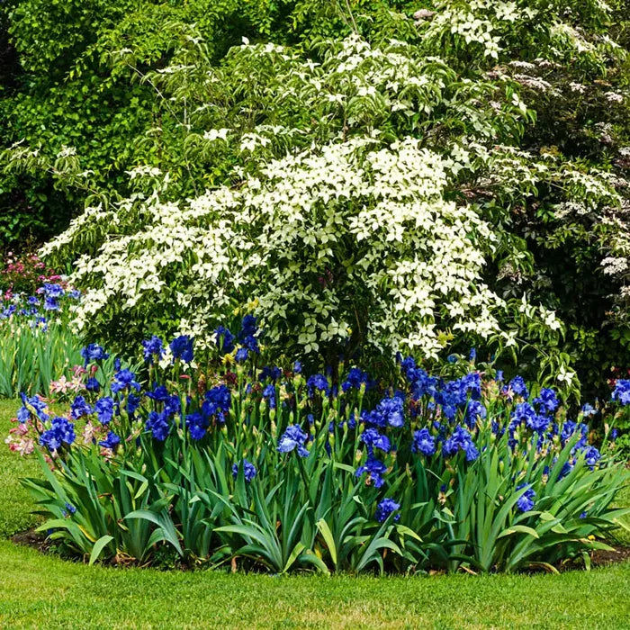 Victoria Falls Reblooming German Iris