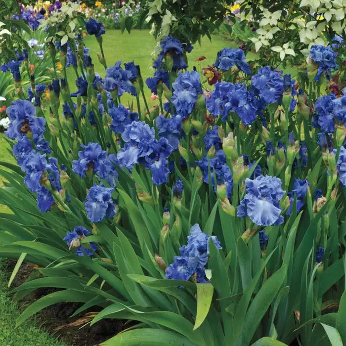 Victoria Falls Reblooming German Iris