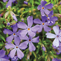 Violet Pinwheels Carpet Phlox
