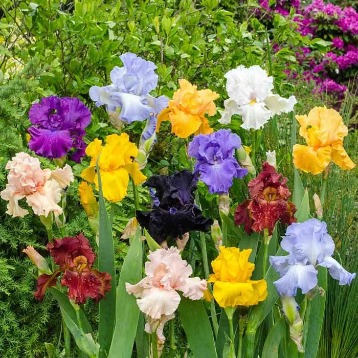 Vivid Blooms Iris Collection